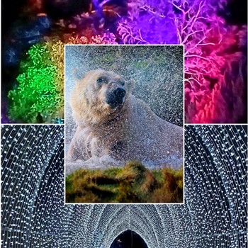 Wildlife Festivities in Yorkshire