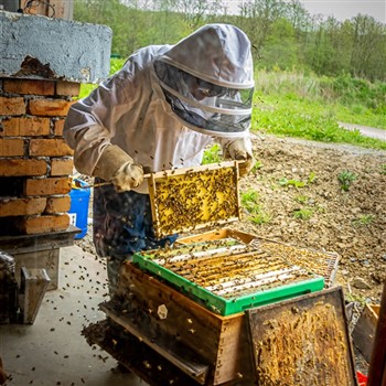 Quince Honey Farm