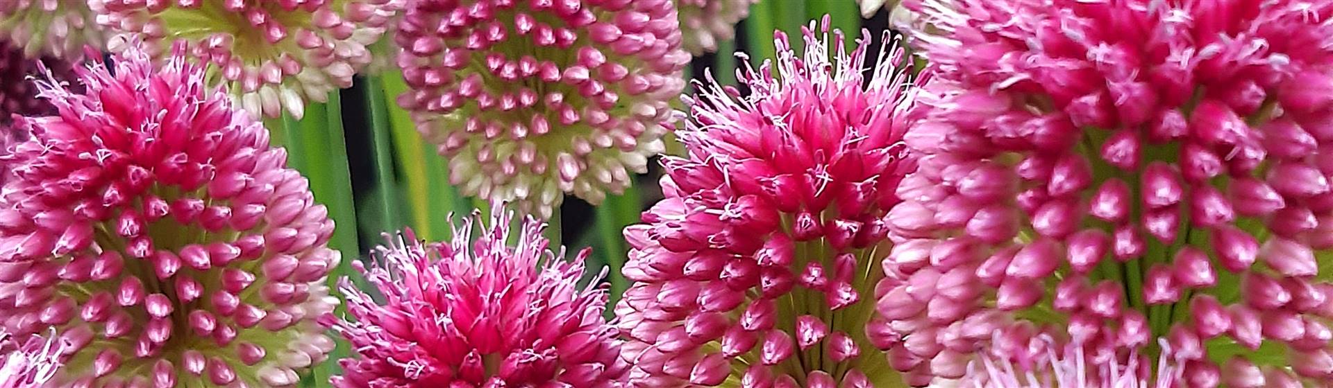 Gardeners World Live